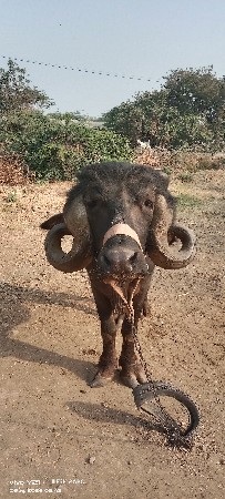 થંબનેલ 2