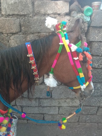 ધૉરી9સભરચૅ