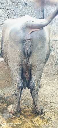 થંબનેલ 2