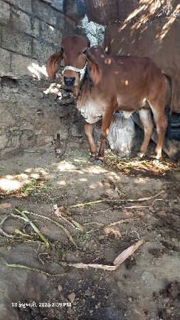 ગીર વાછડી વેચવાની છે