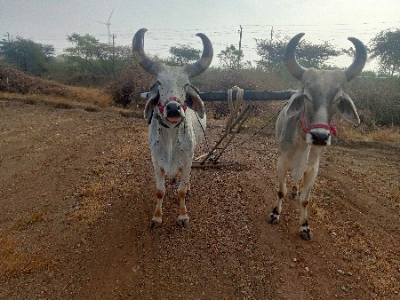 થંબનેલ 3