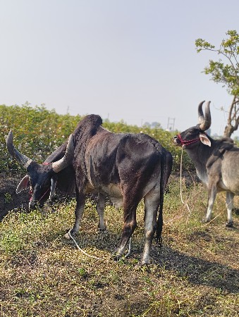 थंबनेल 3