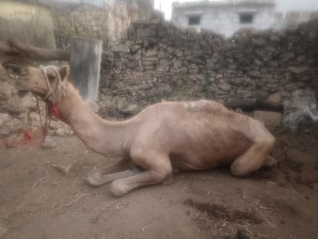 વેસવો નો છે