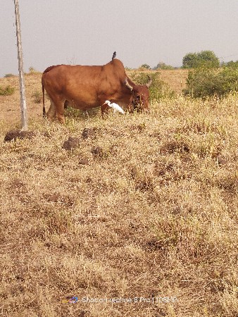 સાટા કરવા ના છે