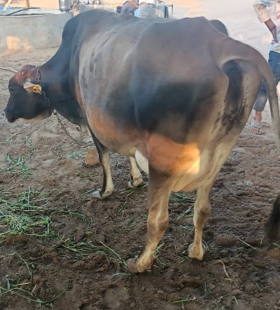 थंबनेल 2