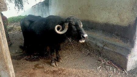 ભેંસ વેચવાની છે