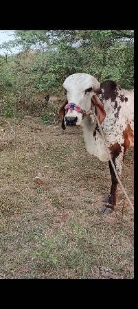 थंबनेल 3