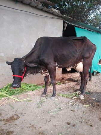 આ ગાય વેચવાની છે