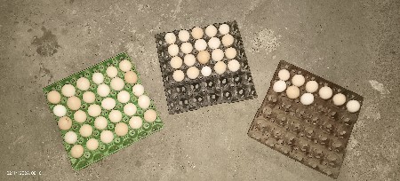 ઈંડા વેચવાના છે