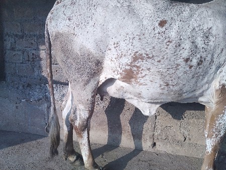 થંબનેલ 2