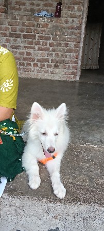 વેચવાનું છે