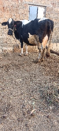 2 ગિર ક્રોસ ગાયું વેસવાનિ છે