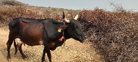 थंबनेल 2