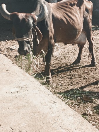 ગાય વેચવાની છે
