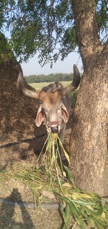 બળદ વેચવાના છે 4 ધર સાવ ચોજા