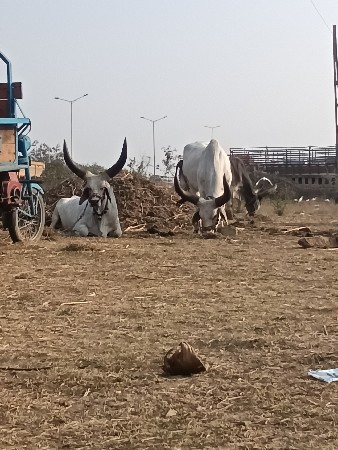 બળદ વેચવાના છે