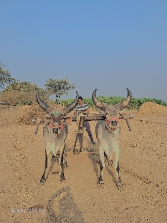 ગોઢલા વેચવાના છૈ