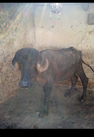 પાડો વેસવાનોસે બેદાતેસે