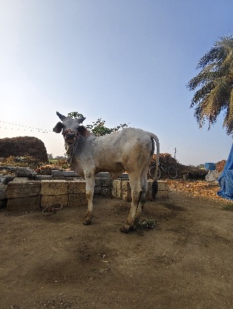 વાછડો વેચવા નો છે