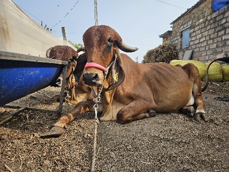 ગીર ગાય