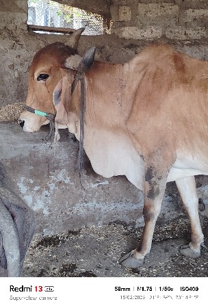 20 દિવસની વાર છે