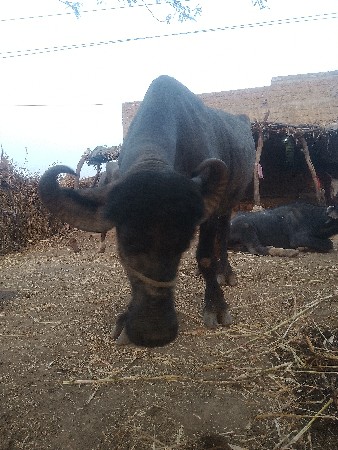 थंबनेल 2