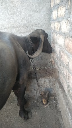 ભેંસ વેચવાનીછે