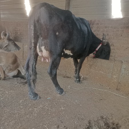 ગીર કૌચ કાળિ