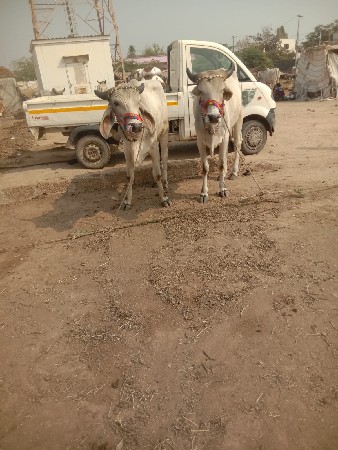 શિવ સાહેબ