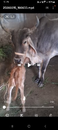 થંબનેલ 2