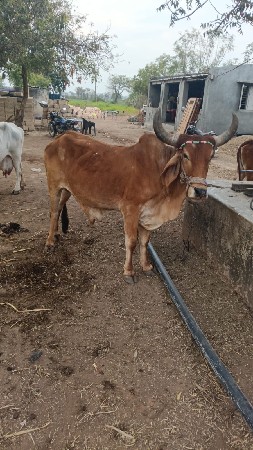 थंबनेल 2