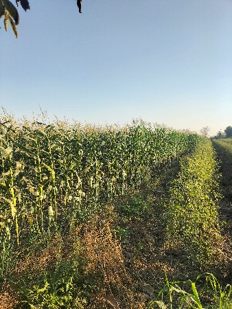 મકાઈ નો લીલો ચારો