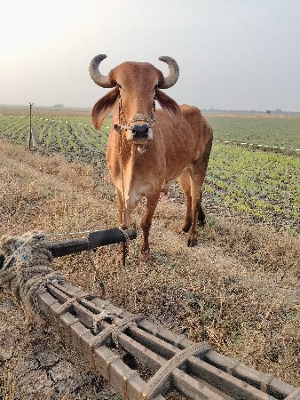 બળદ વેચવાનો છે