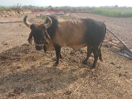 थंबनेल 2