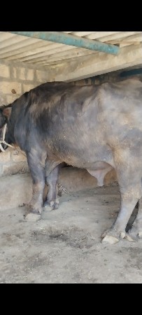 થંબનેલ 3