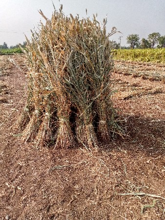 જુવાર ની છાર વેચવાની છે.