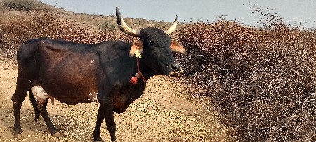 જર્સી ગાય વેચવાની