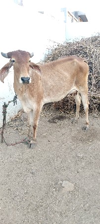 1 વેતર ઓડકી મફત દેવાની છે