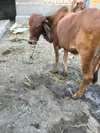 દેશી વોડકી