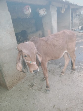 વાશદિ વેશવાનિશે અઢિવરશનિશે