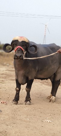 थंबनेल 3