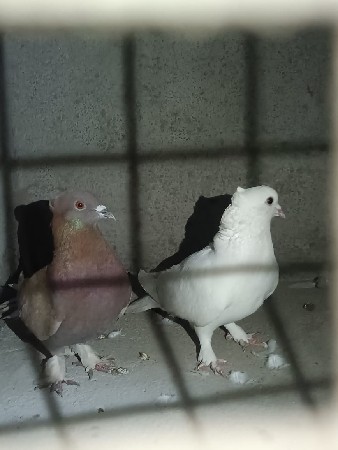 બે પારેવા વેચવાના