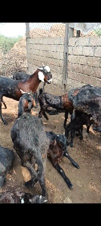 थंबनेल 3