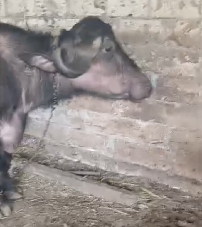 ખડાય વેચવાની છે