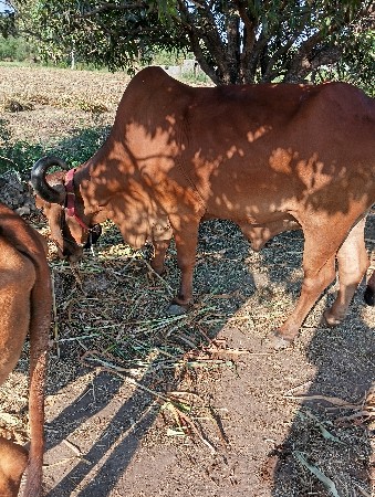 थंबनेल 3