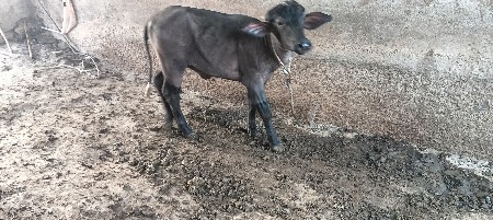 ભેસ વેચવાની છે