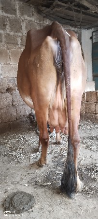 ગાય વેચવાની છે