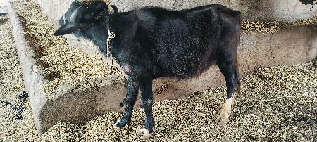 ખળેલી વેચવાની છે