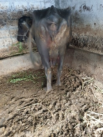 વેચવાની છે