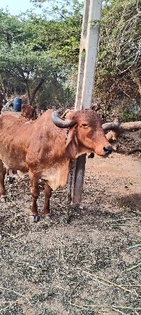 ગાય વેચવા ની છે